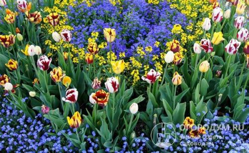 Цветы на даче для начинающих. Подбор растений