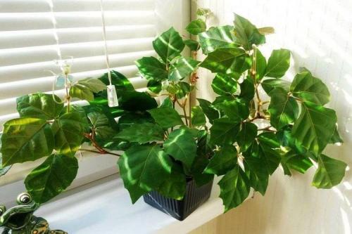 Красивые декоративные цветы. Комнатные цветы: фото и названия (каталог)