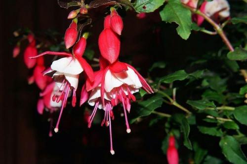 Красивые декоративные цветы. Комнатные цветы: фото и названия (каталог)