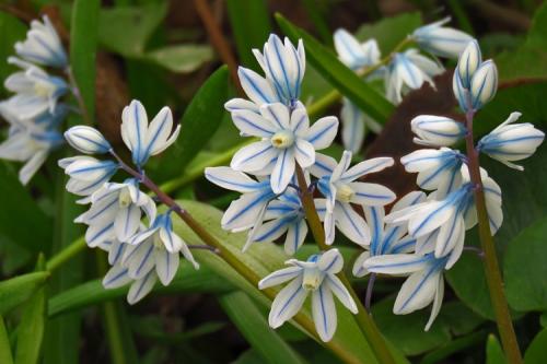 Декоративные цветы названия. 50 самых неприхотливых цветов для дачи: многолетники и однолетние для ленивых и работяг