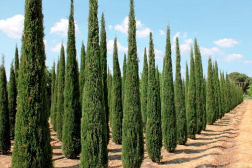 Лучшие хвойные растения для сада. 28 лучших хвойных растений к 2022 году: 10 деревьев и 18 кустарников с названиями, описанием и фото