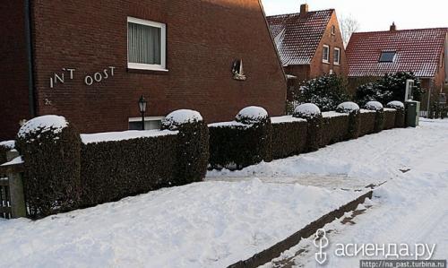 Живая изгородь зимой. Живая изгородь: как правильно перезимовать?