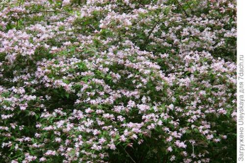 Живая изгородь на глинистой почве. Красивоцветущие живые изгороди: бордюры