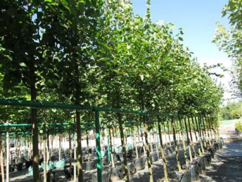 Живая изгородь из липы. Как получить хороший саженец