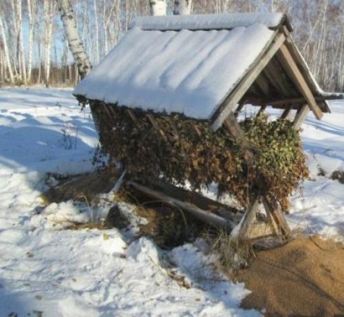 Топинамбур, как живая изгородь. Применение топинамбура