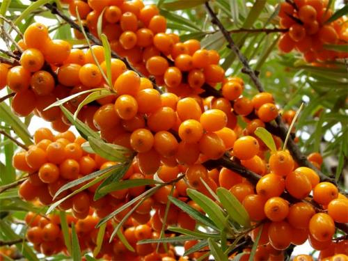 Морозостойкие растения для живой изгороди. Лучшие виды кустарников для живого забора