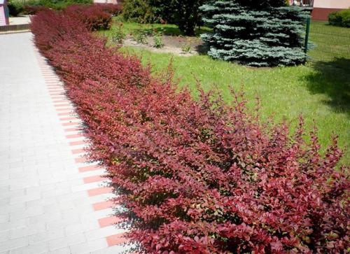 Морозостойкие растения для живой изгороди. Лучшие виды кустарников для живого забора