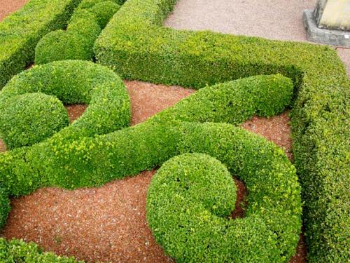 Морозостойкие растения для живой изгороди. Лучшие виды кустарников для живого забора