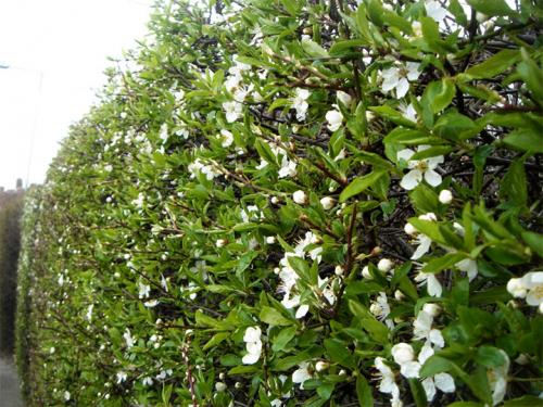 Морозостойкие растения для живой изгороди. Лучшие виды кустарников для живого забора