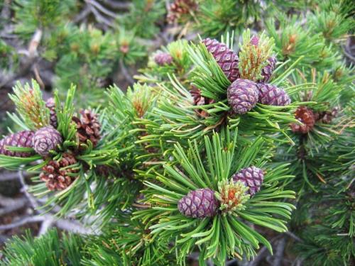 Хвойные деревья виды и сорта. Хвойные растения – фото с названиями