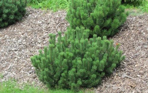 Хвойные деревья виды и сорта. Хвойные растения – фото с названиями