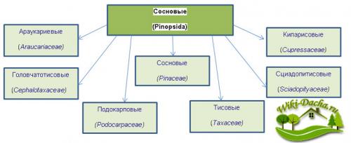 Хвойные деревья виды и сорта. Хвойные растения – фото с названиями