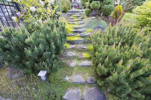 Хвойные деревья виды и сорта. Хвойные растения – фото с названиями