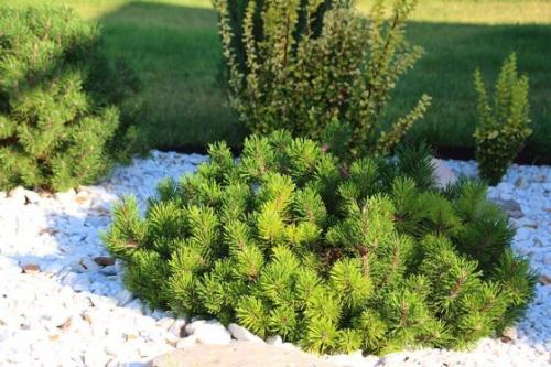 Хвойные деревья виды и сорта. Хвойные растения – фото с названиями