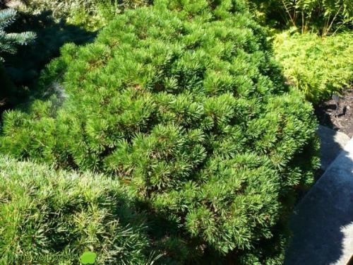 Хвойные деревья виды и сорта. Хвойные растения – фото с названиями