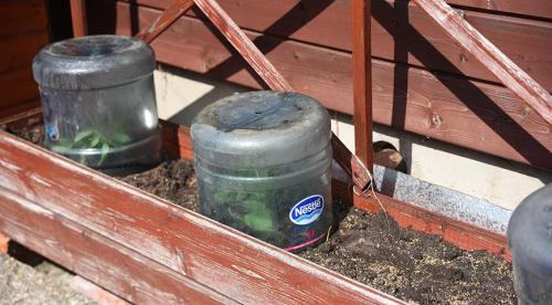 Вьющиеся цветы для дачи однолетники. Общие рекомендации желающим украсить забор, строения, участок. 06 Вьющиеся цветы для дачи однолетники. Общие рекомендации желающим украсить забор, строения, участок. 06