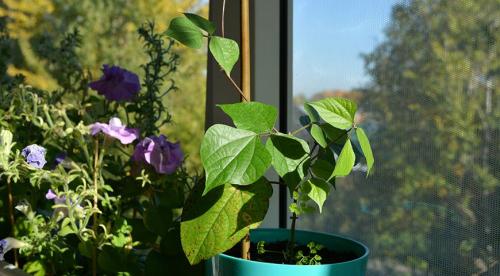 Вьющиеся цветы для дачи однолетники. Общие рекомендации желающим украсить забор, строения, участок. 03 Вьющиеся цветы для дачи однолетники. Общие рекомендации желающим украсить забор, строения, участок. 03