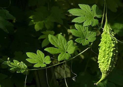 8 самых красивых вьющиеся однолетних растения для.. Воспользуйтесь однолетними вьющимися растениями для дачи