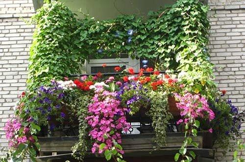 Маленький тенистый сад дома или вьющиеся цветы для балкона. Прелесть вьющихся растений