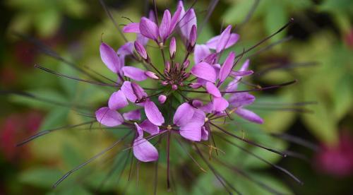 8 самых красивых вьющиеся однолетних растения для.. Воспользуйтесь однолетними вьющимися растениями для дачи 07 8 самых красивых вьющиеся однолетних растения для.. Воспользуйтесь однолетними вьющимися растениями для дачи 07