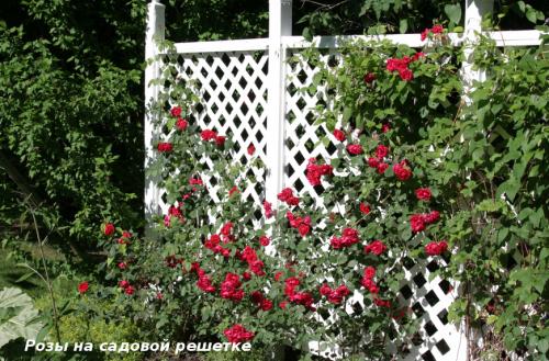 Вьющиеся лианы для сада. Лучшие декоративные лианы для дизайна сада: однолетние, многолетние, красивоцветущие и экзотические