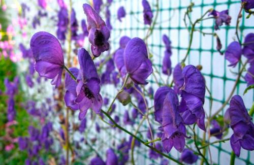 Лианы для сада многолетние. Популярные виды