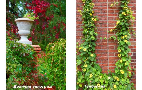 Вьющиеся лианы для сада. Лучшие декоративные лианы для дизайна сада: однолетние, многолетние, красивоцветущие и экзотические