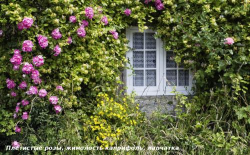 Вьющиеся лианы для сада. Лучшие декоративные лианы для дизайна сада: однолетние, многолетние, красивоцветущие и экзотические