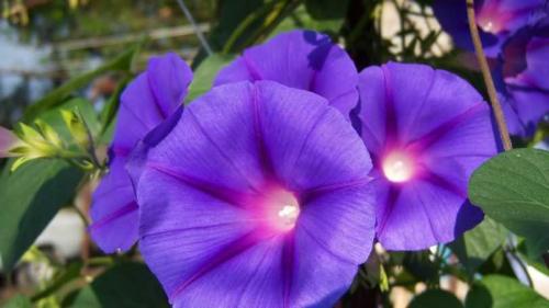 Быстрорастущие вьющиеся однолетники. Быстрорастущие вьющиеся растения для забора и сада  . Обзор многолетних и однолетних растений. Фото + инструкция с описанием