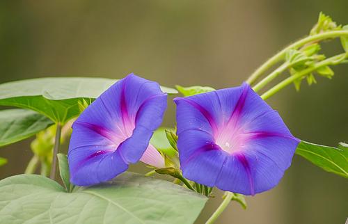Однолетние вьющиеся растения для беседки. Вьющиеся растения для забора, беседок и стен – выбираем среди однолетников