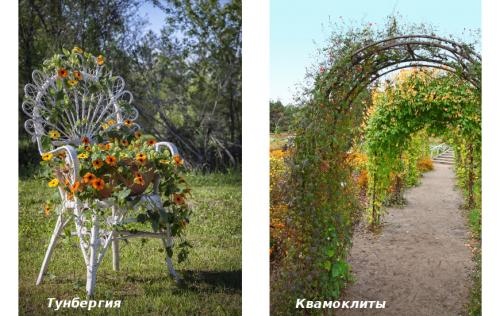 Вьющиеся лианы для сада. Лучшие декоративные лианы для дизайна сада: однолетние, многолетние, красивоцветущие и экзотические