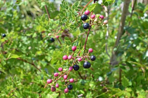 Лианы для сада многолетние. Популярные виды