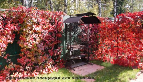 Вьющиеся лианы для сада. Лучшие декоративные лианы для дизайна сада: однолетние, многолетние, красивоцветущие и экзотические