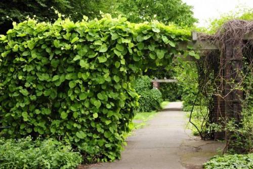 Быстрорастущие вьющиеся однолетники. Быстрорастущие вьющиеся растения для забора и сада  . Обзор многолетних и однолетних растений. Фото + инструкция с описанием