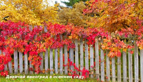Вьющиеся лианы для сада. Лучшие декоративные лианы для дизайна сада: однолетние, многолетние, красивоцветущие и экзотические