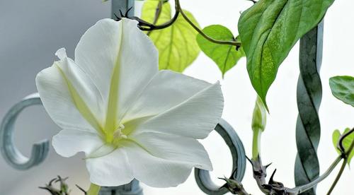 Однолетние лианы для сада. Однолетние лианы, которые выращивают прямым посевом в грунт 03 Однолетние лианы для сада. Однолетние лианы, которые выращивают прямым посевом в грунт 03