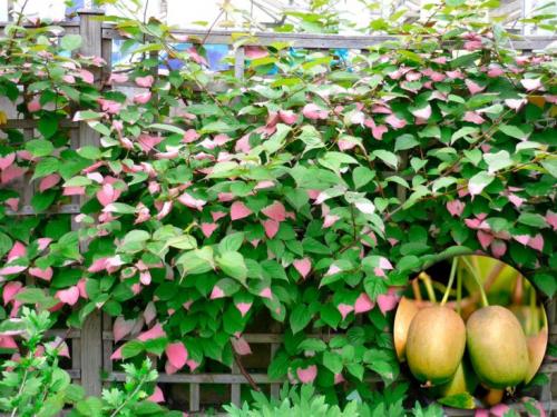 Лианы для сада многолетние. Популярные виды