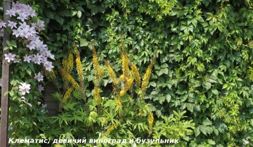 Вьющиеся лианы для сада. Лучшие декоративные лианы для дизайна сада: однолетние, многолетние, красивоцветущие и экзотические