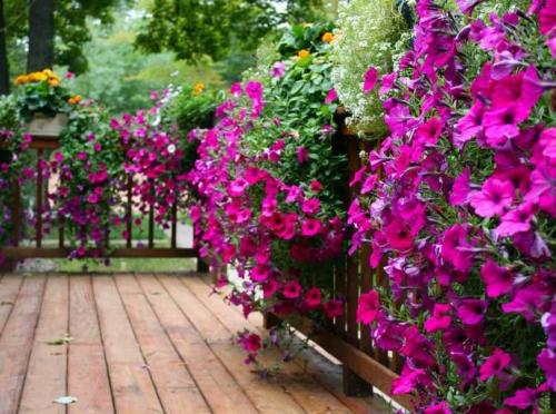 Быстрорастущие вьющиеся однолетники. Быстрорастущие вьющиеся растения для забора и сада  . Обзор многолетних и однолетних растений. Фото + инструкция с описанием