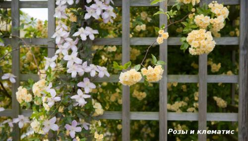 Вьющиеся лианы для сада. Лучшие декоративные лианы для дизайна сада: однолетние, многолетние, красивоцветущие и экзотические