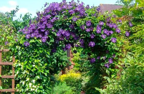 Лианы для сада многолетние. Популярные виды