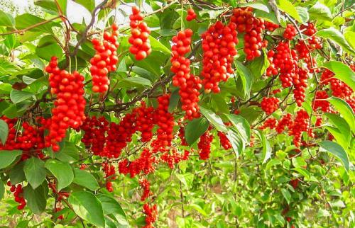 Однолетние вьющиеся растения для беседки. Вьющиеся растения для забора, беседок и стен – выбираем среди однолетников