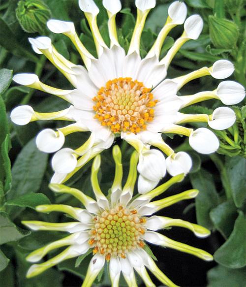 Однолетние лианы для сада. Однолетние лианы, которые выращивают прямым посевом в грунт 16 Однолетние лианы для сада. Однолетние лианы, которые выращивают прямым посевом в грунт 16