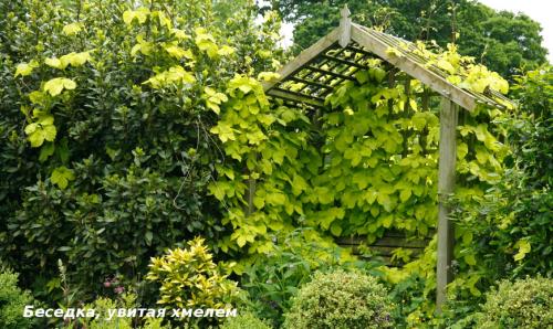 Вьющиеся лианы для сада. Лучшие декоративные лианы для дизайна сада: однолетние, многолетние, красивоцветущие и экзотические