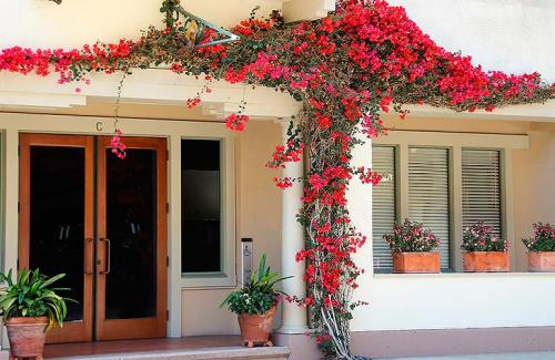 Лианы для сада многолетние. Популярные виды