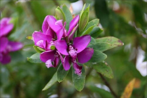 Быстрорастущие вьющиеся однолетники. Быстрорастущие вьющиеся растения для забора и сада  . Обзор многолетних и однолетних растений. Фото + инструкция с описанием