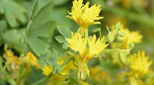 Однолетние лианы для сада. Однолетние лианы, которые выращивают прямым посевом в грунт 02 Однолетние лианы для сада. Однолетние лианы, которые выращивают прямым посевом в грунт 02