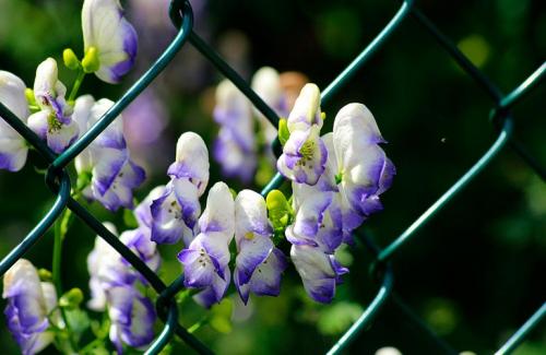 Лианы для сада многолетние. Популярные виды