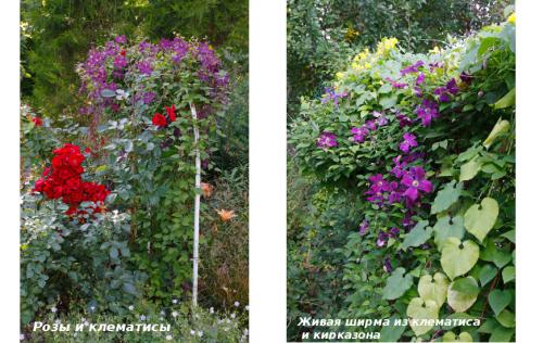 Вьющиеся лианы для сада. Лучшие декоративные лианы для дизайна сада: однолетние, многолетние, красивоцветущие и экзотические