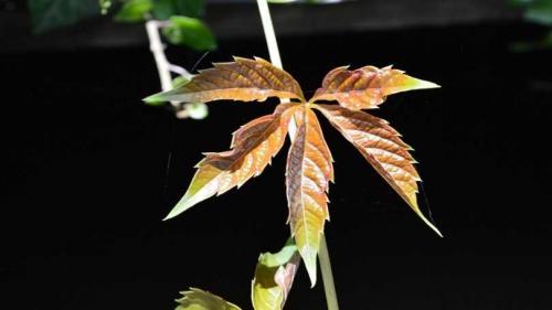 Быстрорастущие вьющиеся однолетники. Быстрорастущие вьющиеся растения для забора и сада  . Обзор многолетних и однолетних растений. Фото + инструкция с описанием